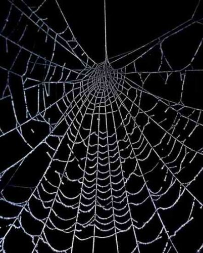 How to Eliminate Spiders